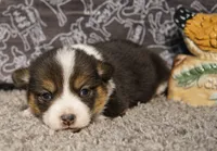 Jill, a female Pembroke Welsh Corgi for sale in Hotchkiss, CO – Photo 1 of 3