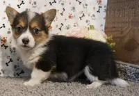 Jill, a female Pembroke Welsh Corgi for sale in Hotchkiss, CO – Photo 3 of 3