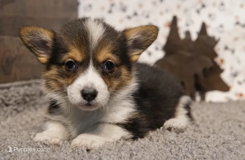 Jill – Pembroke Welsh Corgi puppy for sale in Hotchkiss, CO