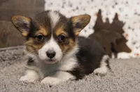 Jill, a female Pembroke Welsh Corgi for sale in Hotchkiss, CO – Photo 1 of 3
