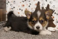 Jill, a female Pembroke Welsh Corgi for sale in Hotchkiss, CO – Photo 2 of 3