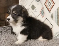 Jamie, a female Pembroke Welsh Corgi for sale in Hotchkiss, CO – 3 of 3