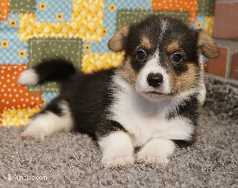 Luna – Pembroke Welsh Corgi puppy for sale in Hotchkiss, CO