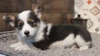 Clover, a female Pembroke Welsh Corgi for sale in Hotchkiss, CO – Photo 3 of 3