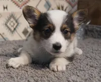 Clover, a female Pembroke Welsh Corgi for sale in Hotchkiss, CO – Photo 1 of 3
