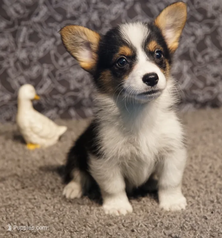 Ella – Pembroke Welsh Corgi puppy for sale in Hotchkiss, CO