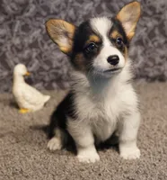 Ella, a female Pembroke Welsh Corgi for sale in Hotchkiss, CO – 1 of 3