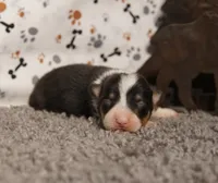 Avery, a female Pembroke Welsh Corgi for sale in Hotchkiss, CO – 1 of 3