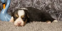 Agustus, a male Pembroke Welsh Corgi for sale in Hotchkiss, CO – 2 of 3