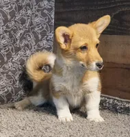 Renae, a female Pembroke Welsh Corgi for sale in Hotchkiss, CO – 2 of 6