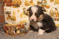 Elliot, a male Pembroke Welsh Corgi for sale in Hotchkiss, CO – 5 of 6