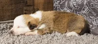 Rabbit, a female Pembroke Welsh Corgi for sale in Hotchkiss, CO – 3 of 3