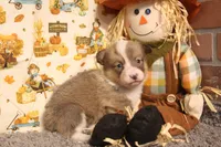 Dani, a female Pembroke Welsh Corgi for sale in Hotchkiss, CO – 5 of 9