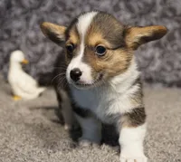 Clover with tail, a female Pembroke Welsh Corgi for sale in Hotchkiss, CO – 1 of 3