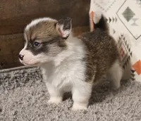 Mocha with tail, a female Pembroke Welsh Corgi for sale in Hotchkiss, CO – 2 of 3