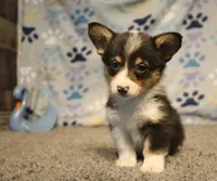 Avery, a female Pembroke Welsh Corgi for sale in Hotchkiss, CO – 3 of 6