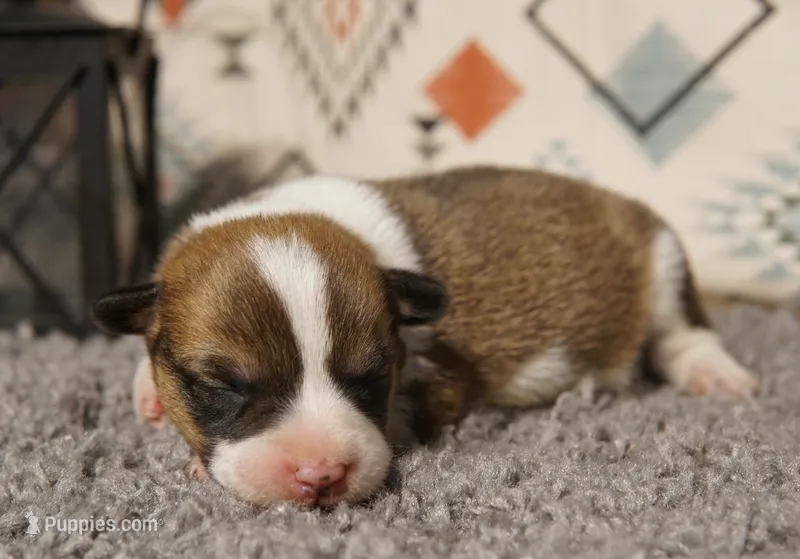 Loki – Pembroke Welsh Corgi puppy for sale in Hotchkiss, CO