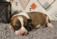 Loki, a male Pembroke Welsh Corgi for sale in Hotchkiss, CO – 1 of 3
