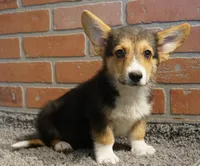 Frankie, a male Pembroke Welsh Corgi for sale in Hotchkiss, CO – 3 of 3