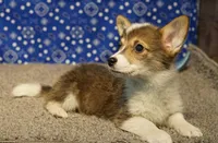 Mocha with tail, a female Pembroke Welsh Corgi for sale in Hotchkiss, CO – 3 of 3