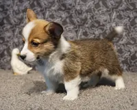 Finn Hold, a male Pembroke Welsh Corgi for sale in Hotchkiss, CO – 3 of 3