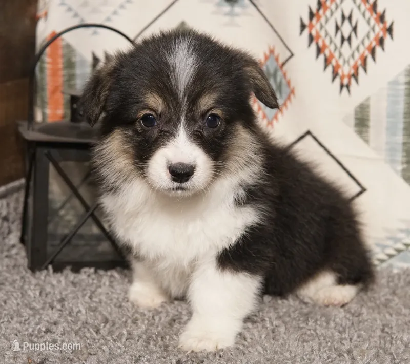 Jamie – Pembroke Welsh Corgi puppy for sale in Hotchkiss, CO