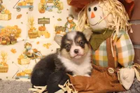 Hank, a male Pembroke Welsh Corgi for sale in Hotchkiss, CO – 5 of 6