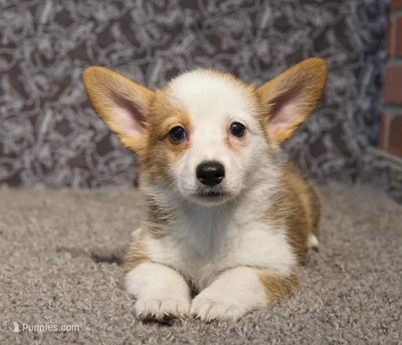 Rabbit – Pembroke Welsh Corgi puppy for sale in Hotchkiss, CO
