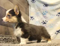 Elliot, a male Pembroke Welsh Corgi for sale in Hotchkiss, CO – 3 of 6