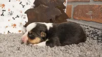 Elliot, a male Pembroke Welsh Corgi for sale in Hotchkiss, CO – 2 of 3