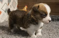 Finn Hold, a male Pembroke Welsh Corgi for sale in Hotchkiss, CO – 2 of 3