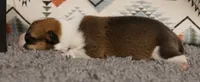 Loki, a male Pembroke Welsh Corgi for sale in Hotchkiss, CO – 3 of 3