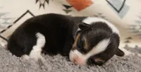 Clover, a female Pembroke Welsh Corgi for sale in Hotchkiss, CO – 2 of 3