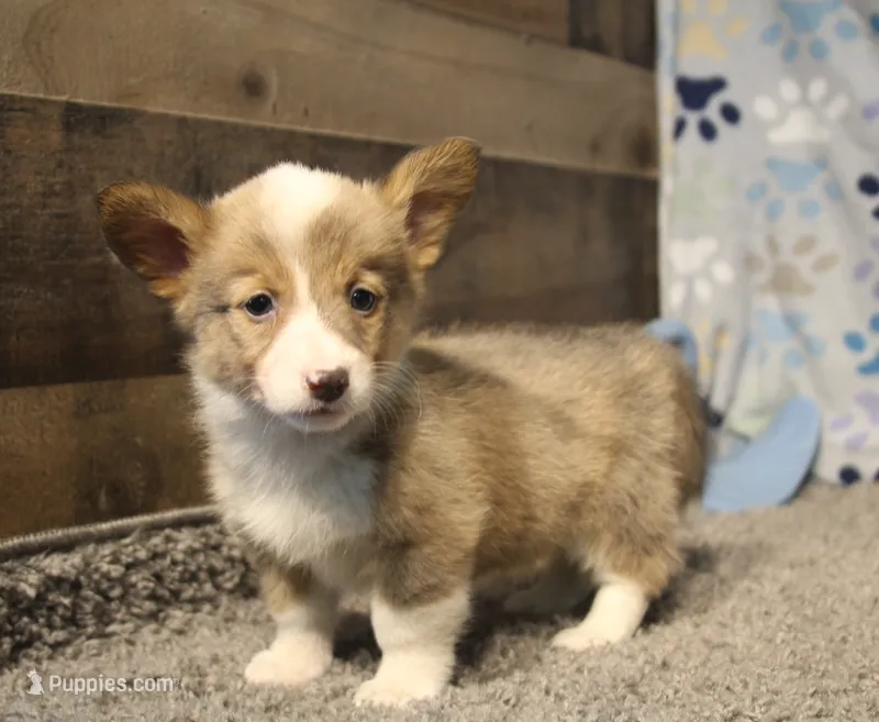 Dani – Pembroke Welsh Corgi puppy for sale in Hotchkiss, CO