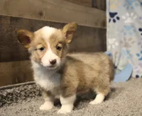 Dani, a female Pembroke Welsh Corgi for sale in Hotchkiss, CO – 1 of 9