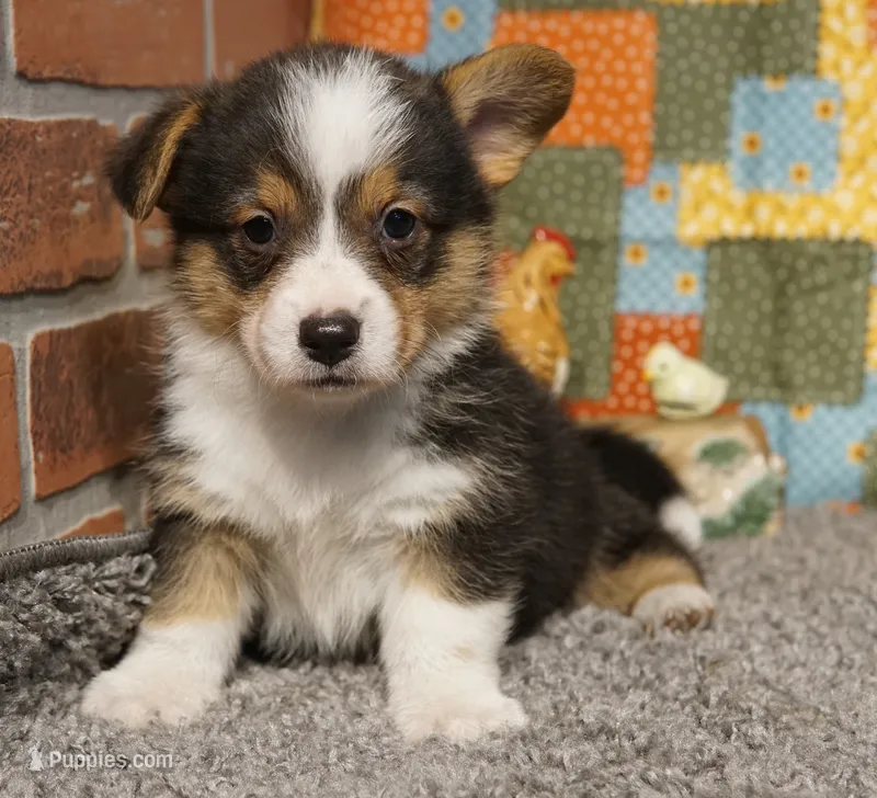 Agustus – Pembroke Welsh Corgi puppy for sale in Hotchkiss, CO
