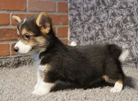 Tommy with Tail, a male Pembroke Welsh Corgi for sale in Hotchkiss, CO – 2 of 3