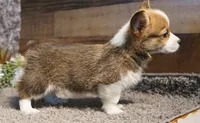 Finn Hold, a male Pembroke Welsh Corgi for sale in Hotchkiss, CO – 2 of 3