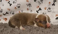 Sterling, a male Pembroke Welsh Corgi for sale in Hotchkiss, CO – 3 of 3