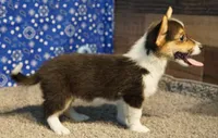 Maple, a female Pembroke Welsh Corgi for sale in Hotchkiss, CO – 2 of 3