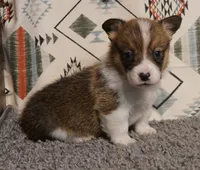 Loki, a male Pembroke Welsh Corgi for sale in Hotchkiss, CO – 3 of 3