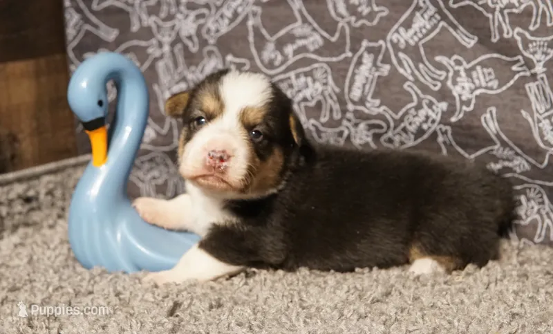 Agustus – Pembroke Welsh Corgi puppy for sale in Hotchkiss, CO