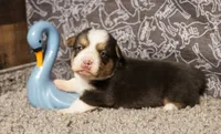 Agustus, a male Pembroke Welsh Corgi for sale in Hotchkiss, CO – 1 of 3