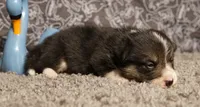 Tommy, a male Pembroke Welsh Corgi for sale in Hotchkiss, CO – 3 of 3
