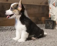 Taz, a male Pembroke Welsh Corgi for sale in Hotchkiss, CO – 3 of 3