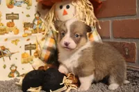 Dani, a female Pembroke Welsh Corgi for sale in Hotchkiss, CO – 6 of 9