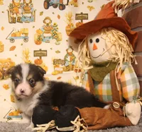 Cliff, a male Pembroke Welsh Corgi for sale in Hotchkiss, CO – 5 of 6