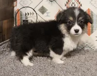 Jamie, a female Pembroke Welsh Corgi for sale in Hotchkiss, CO – 2 of 3