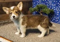 Mocha with tail, a female Pembroke Welsh Corgi for sale in Hotchkiss, CO – 2 of 3