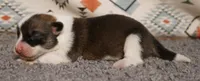 Mochi, a female Pembroke Welsh Corgi for sale in Hotchkiss, CO – 3 of 3